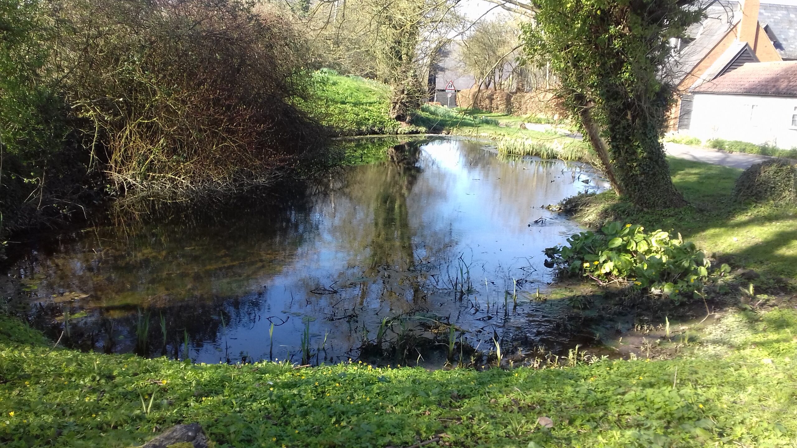 Wallington Village Pond